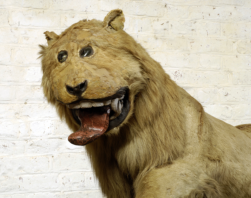 Leo the Lion at Gripsholm Castle